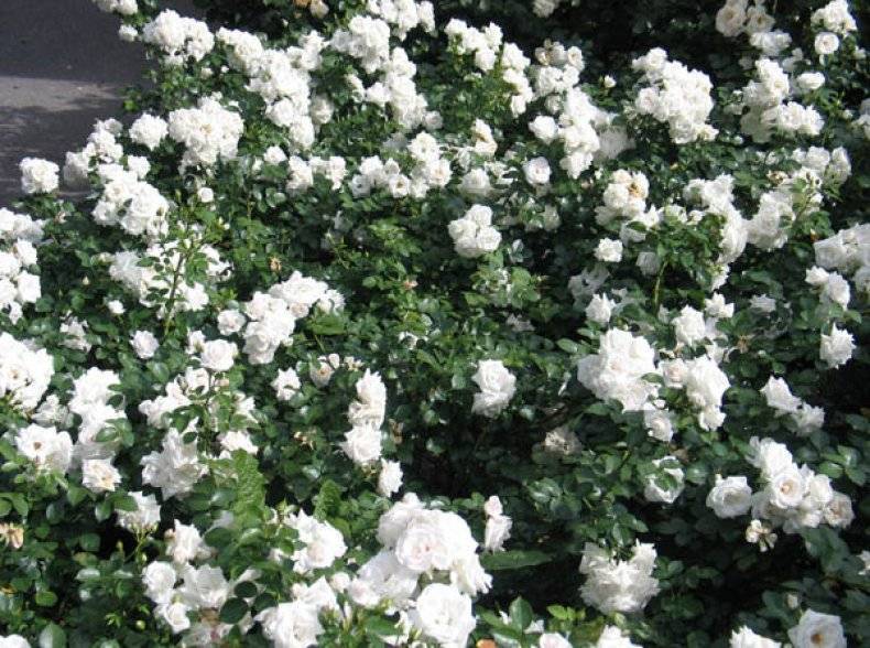 Английская парковая роза остина boscobel (боскобель): описание, фото, отзывы
