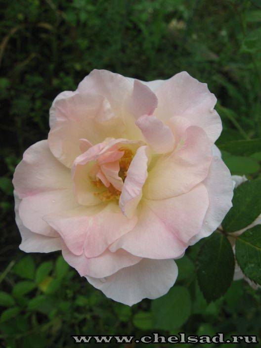 Роза квин оф свиден (queen of sweden) — описание сорта