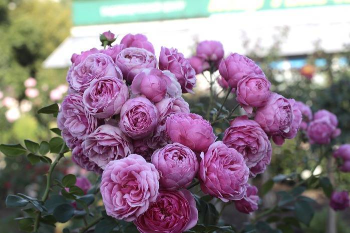 Как посадить и ухаживать за английской парковой розой пилигрим: описание сорта