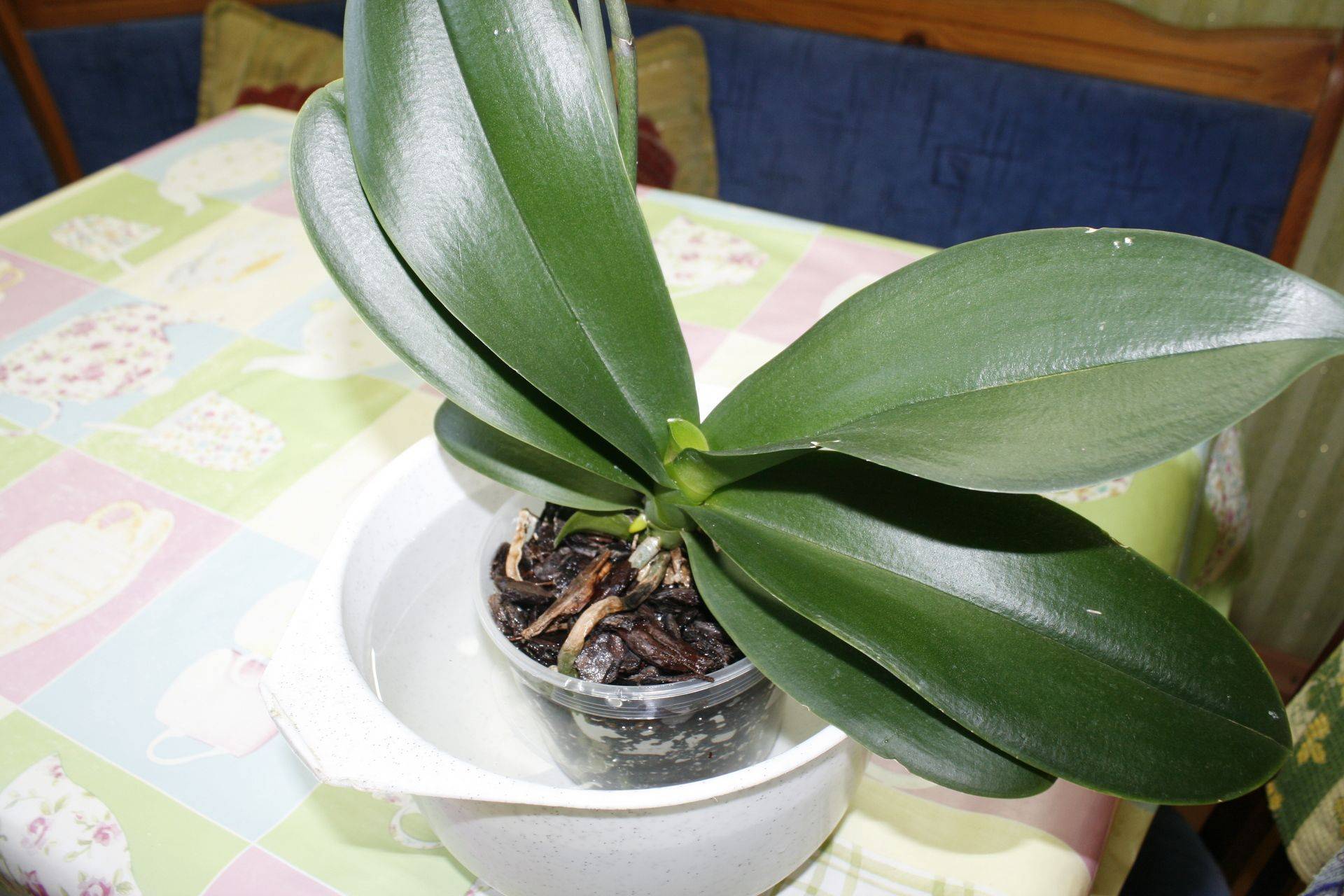 Секреты, как заставить орхидею цвести в домашних условиях