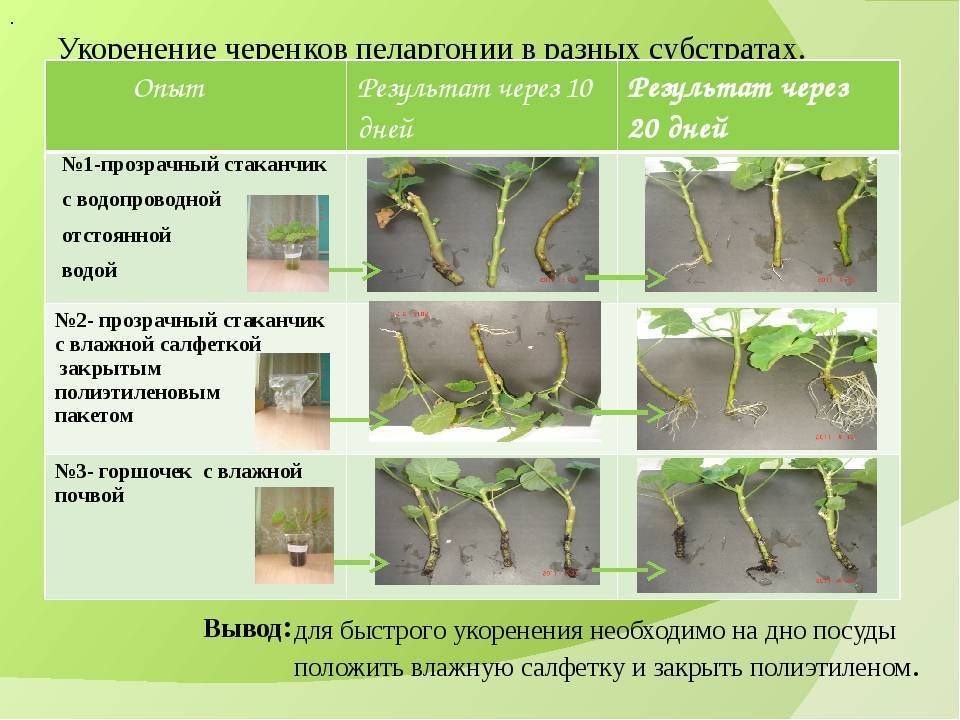 Посев пеларгонии (герани) на рассаду: сроки и правила - сибирский сад