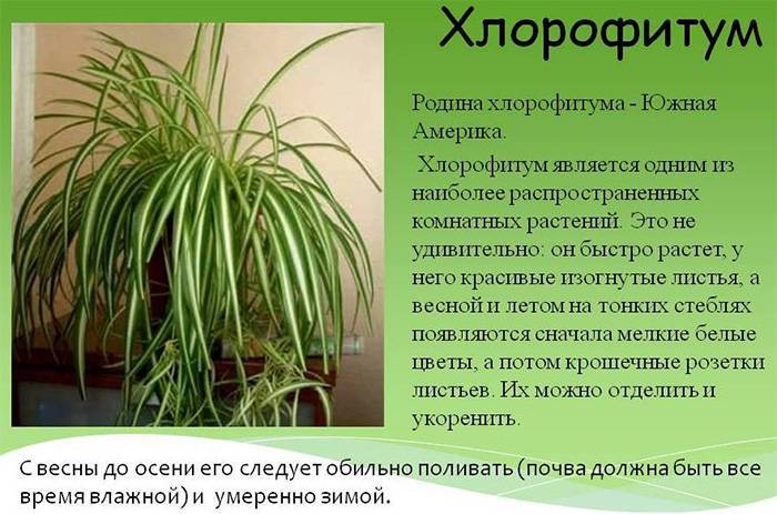 Растение хлорофитум: размножение и уход за ним