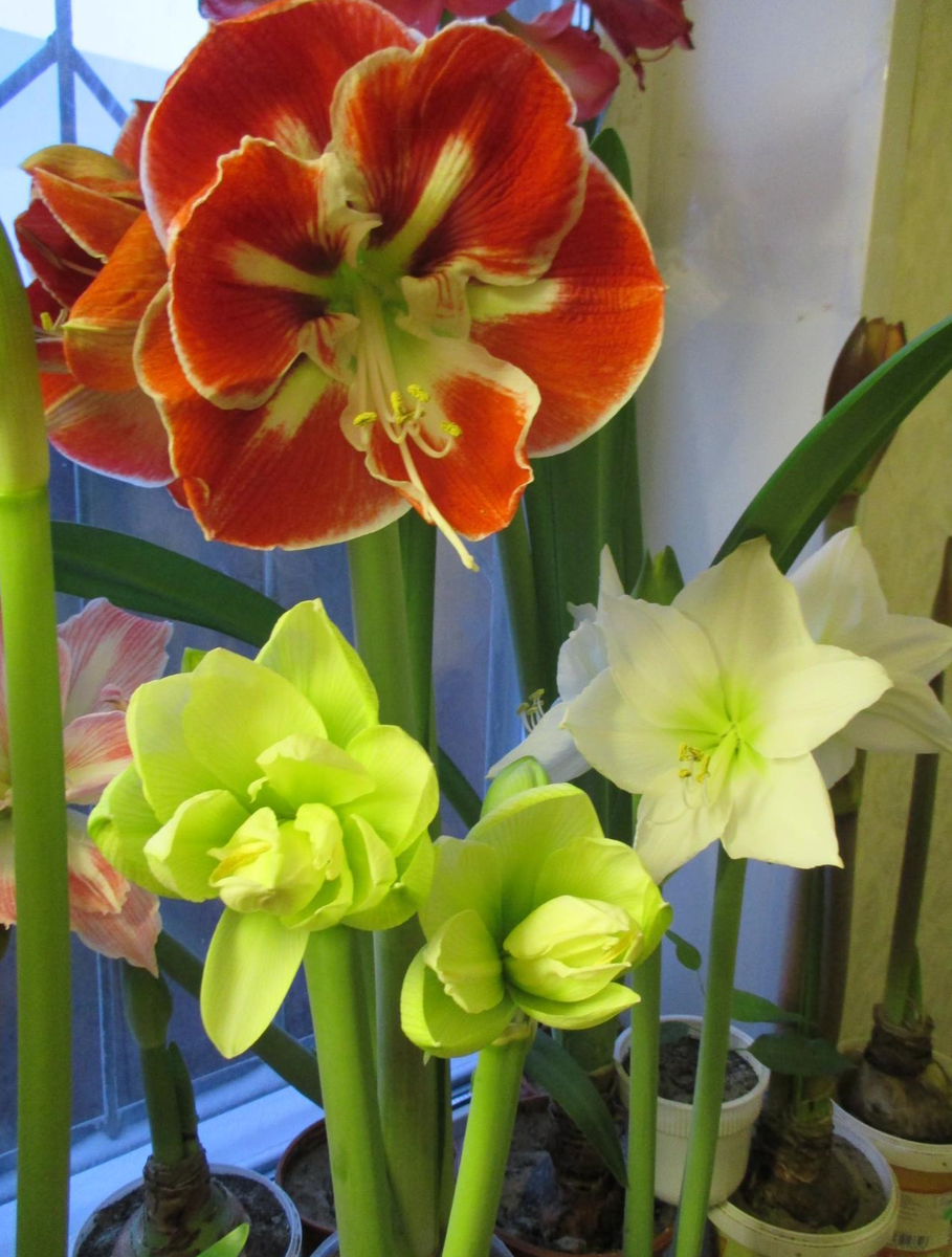 Не цветет амариллис? что делать и как правильно ухаживать в домашних условиях во время и после цветения