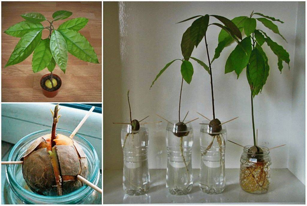 Как вырастить авокадо (с иллюстрациями) - wikihow