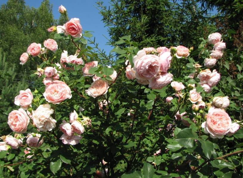 Лучшие кустарниковые розы. «наследие» — душистая англичанка. фото — ботаничка