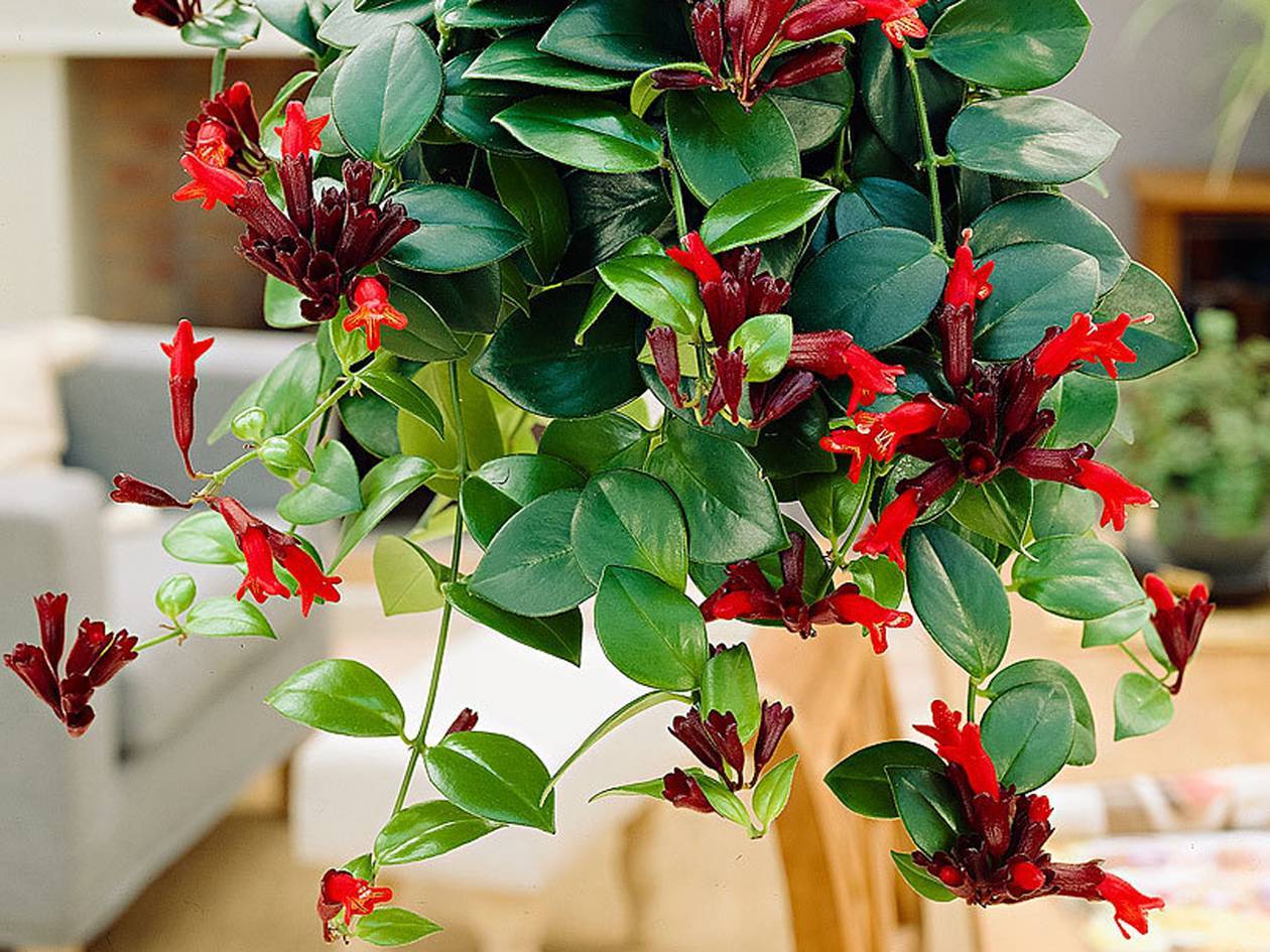 Эсхинантус — потрясающая листва и цветение. уход в домашних условиях. виды и сорта, фото — ботаничка