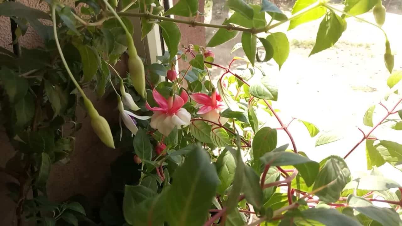 Фуксия – выращивание и уход в домашних условиях нежного цветка