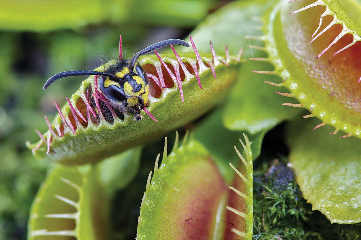 Хищные растения: названия и фото, виды, какие самые, насекомоядные, росянка, мухоловка, питание