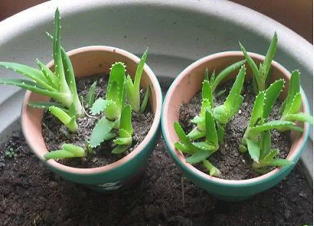 В какую землю сажать алоэ. Aloe parvula сеянцы.