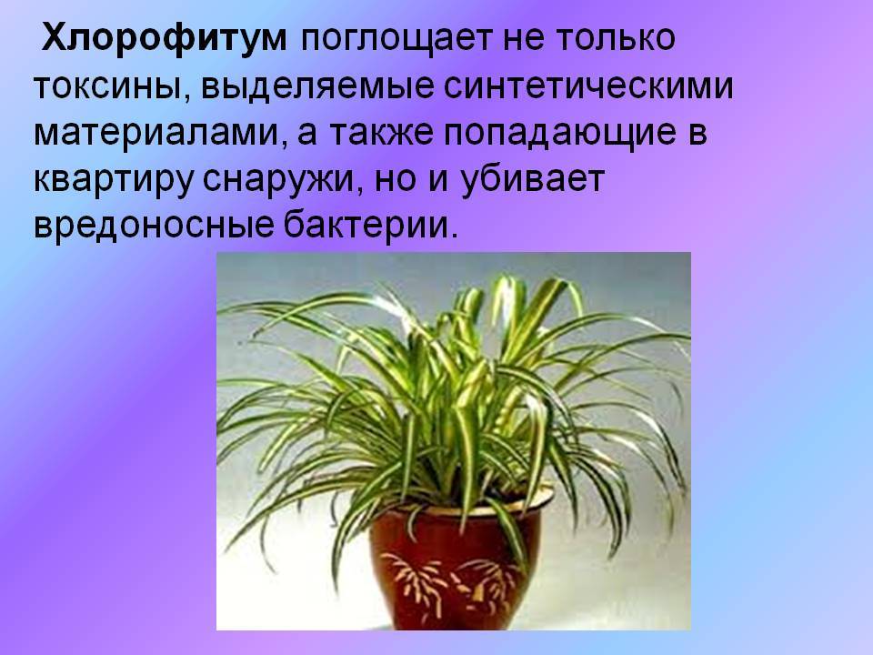 Хлорофитум цветок фото, уход в домашних условиях, польза и вред, виды и размножение