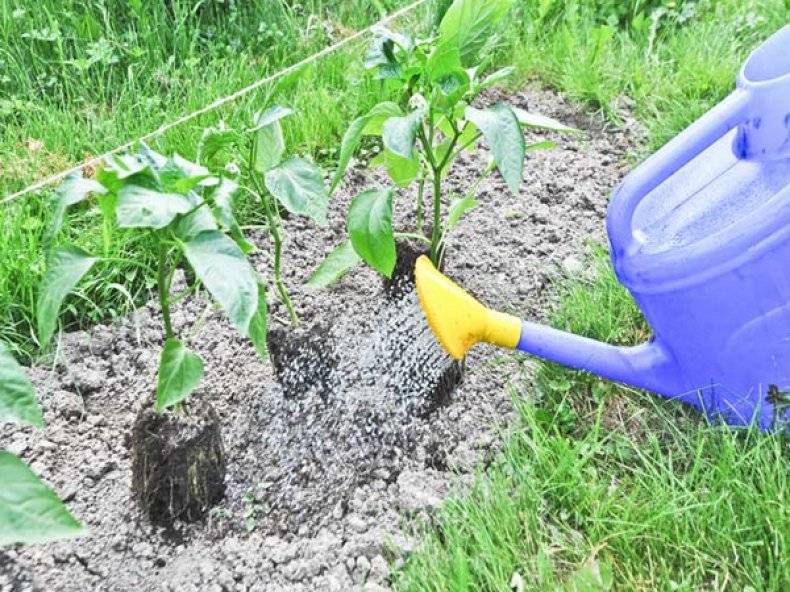 Фрезия: как выращивать и размножать растение в условиях открытого грунта