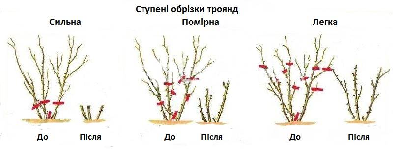 Как обрезать жасмин (чубушник) до и после цветения: видео и схемы