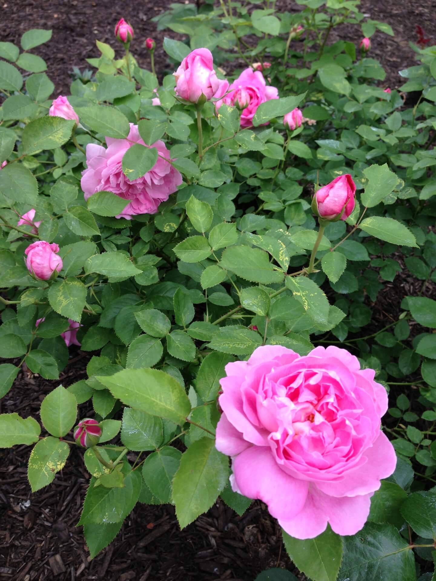 Мэри роуз- самый популярный сорт розы: советы по выращиванию +видео и фото