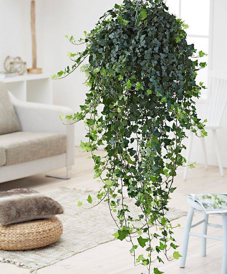 Вьющиеся комнатные растения: идеальное решение для оформления интерьера