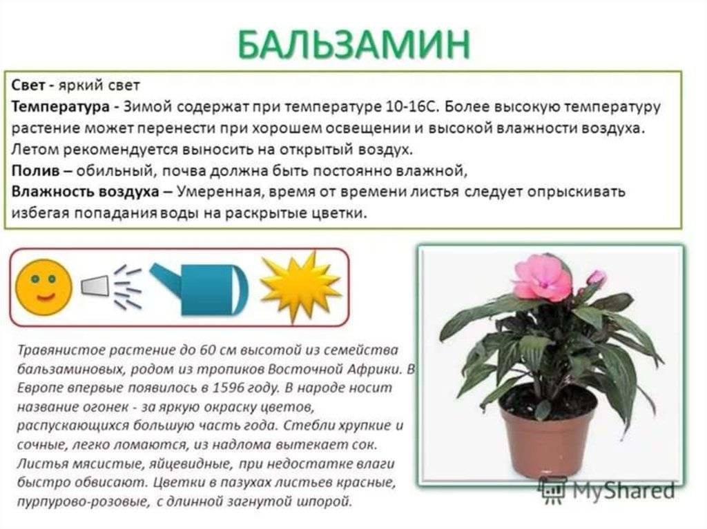 Продаю цветы в горшках на авито по 500 рублей за штуку: какие раскупают лучше всего и делюсь нюансами как продать побыстрее - kompot journal