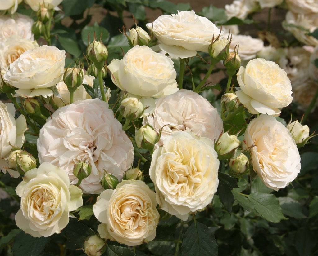 Роза пастелла | питомник растений