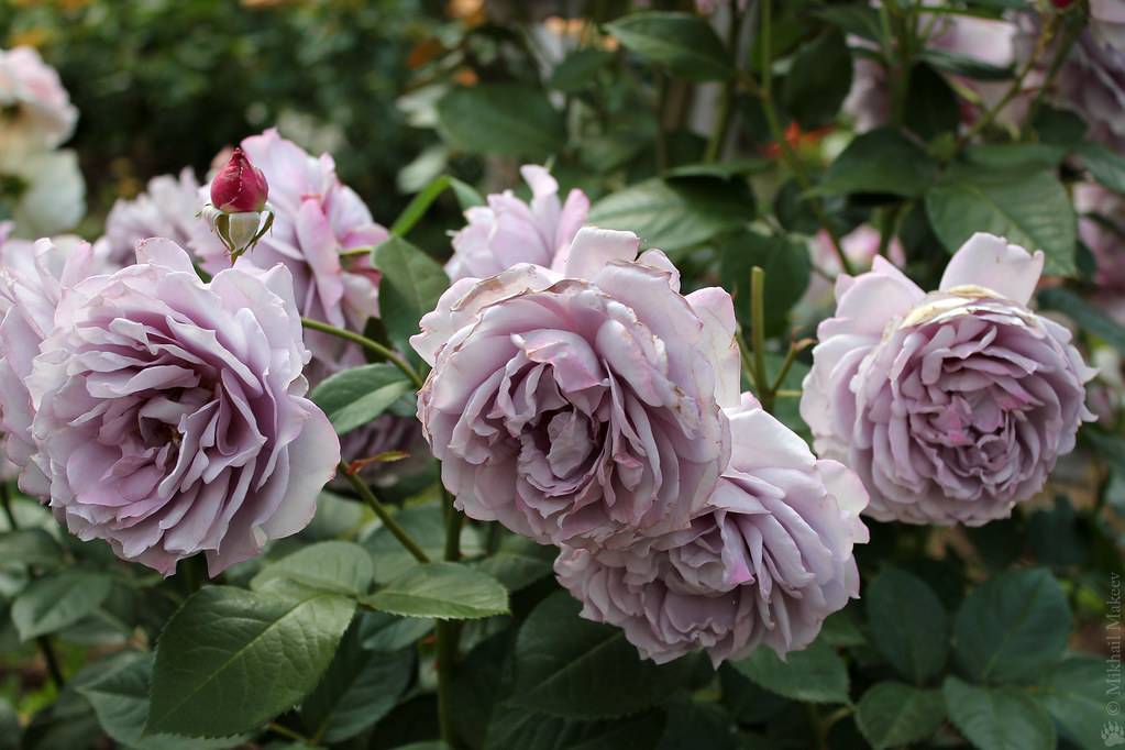 Все о розе новалис: описание и фото, выращивание и уход, нюансы пересадки и другие особенности сорта