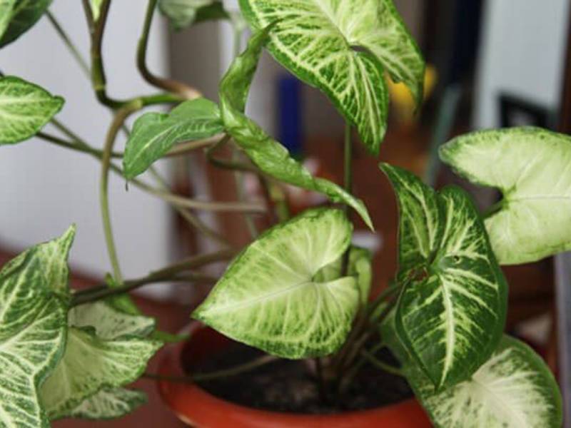  растение сингониум – уход в домашних условиях, описание, виды и сорта с фото, размножение