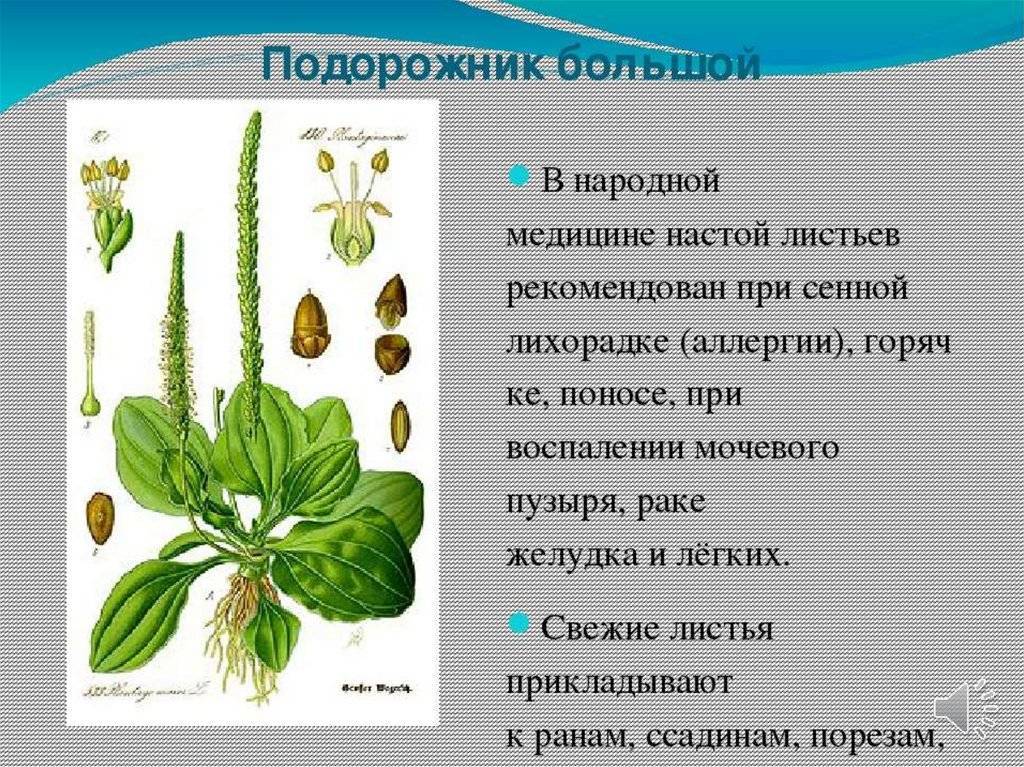 Полевые и луговые цветы и травы (130 фото) – каталог с названиями