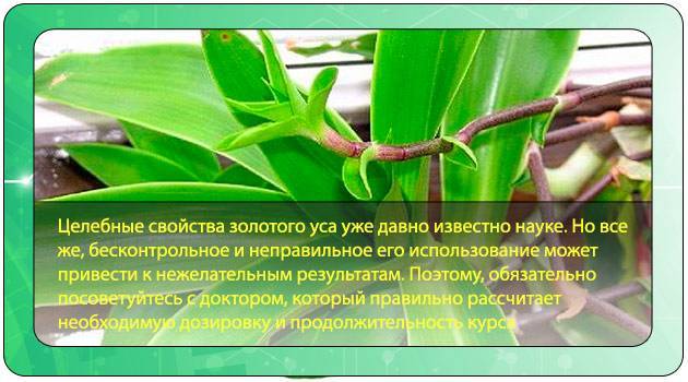 Растение каллизия: виды и сорта с фото, приметы и суеверия, выращивание из семян, как ухаживать в домашних условиях, пересадка и размножение