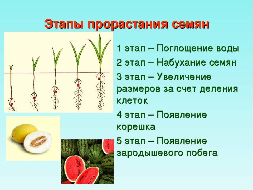 Доклад на тему«условия и этапы прорастания семян» по биологии в 6 классе: факторы, влияющие на рост, вода, кислород, света
