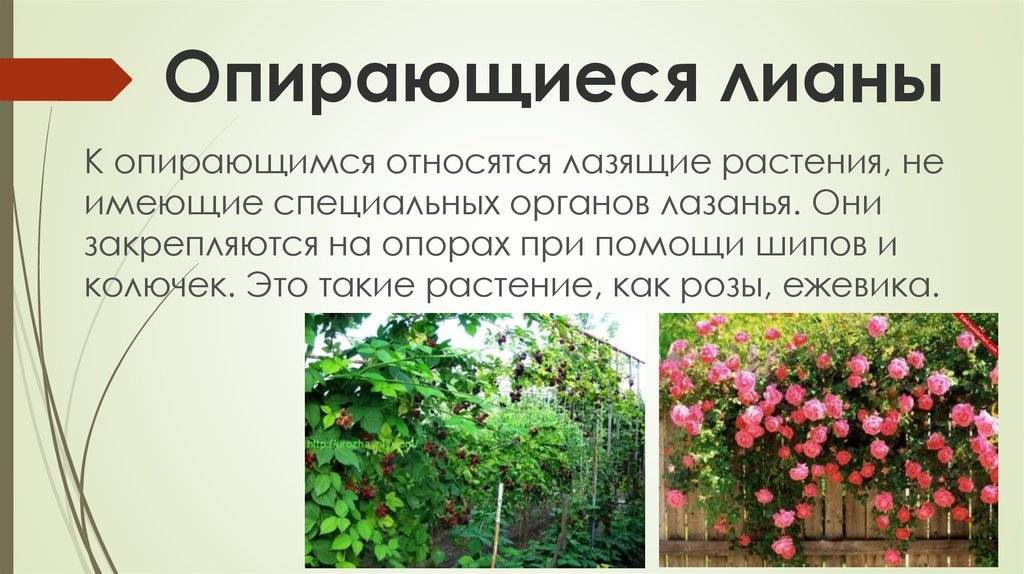 Комнатные лианы: фото, виды, описание и названия - sadovnikam.ru