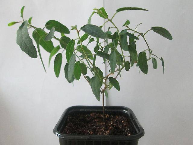 Все о выращивании в домашних условиях дерева лекаря - эвкалипта