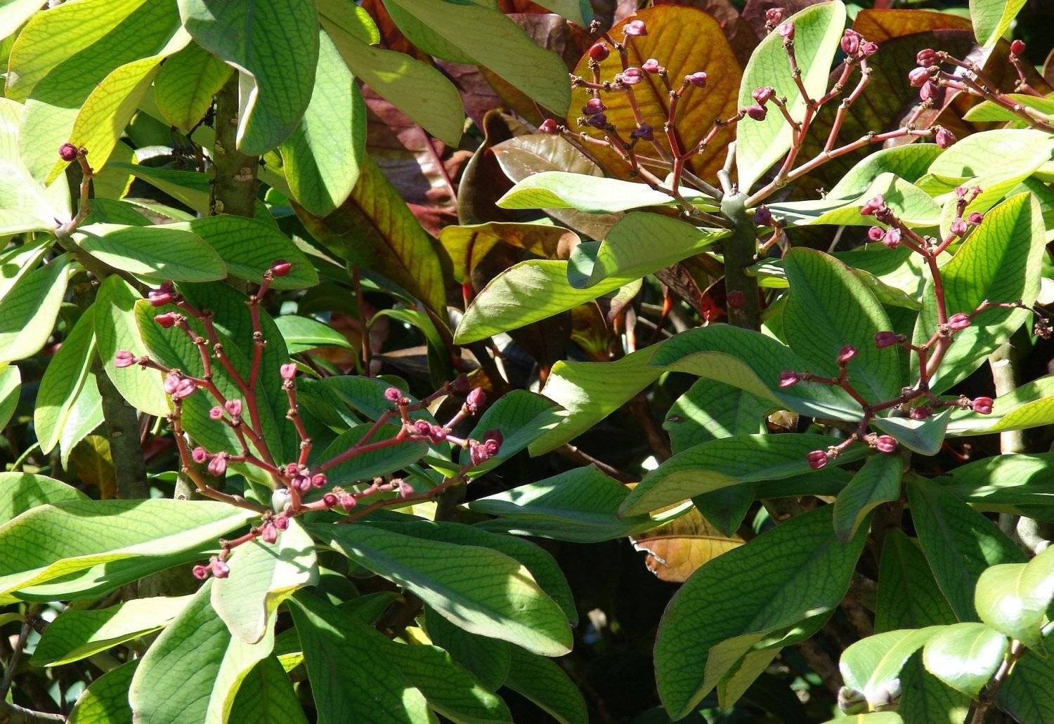 «дерево любви» синадениум: фото комнатного суккулентного растения и особенности его выращивания