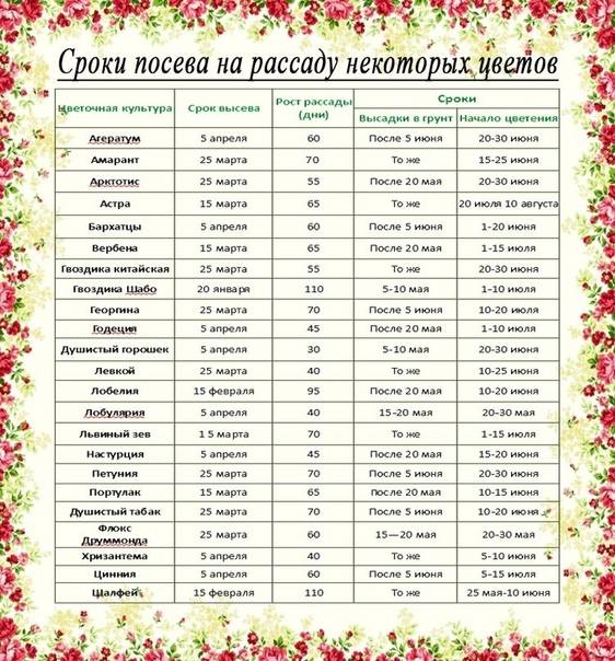 Календарь цветовода на февраль