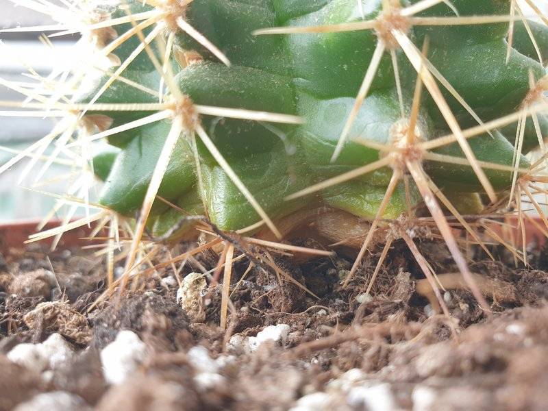 Как спасти умирающий кактус: 15 шагов