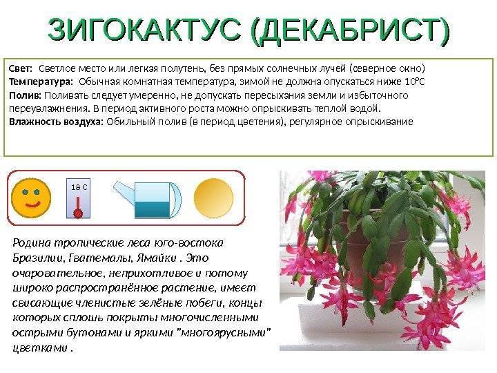Нерине: размножение цветка и уход в домашних условиях, описание сортов и фото, боудена, альба