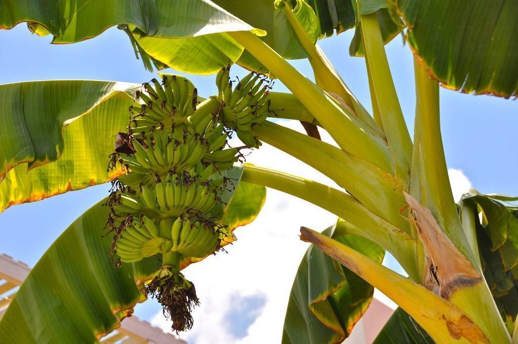 В каких странах, где и как растет банан? как выглядит банановое дерево? :: syl.ru