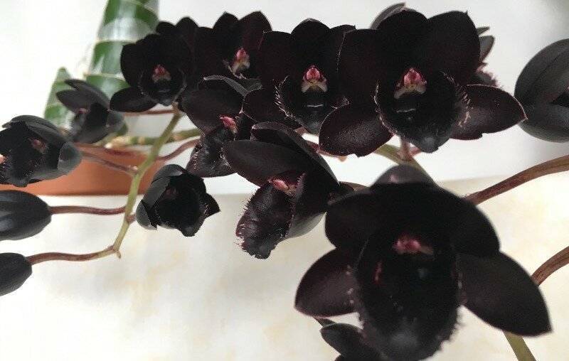 Цветок черная орхидея: как выращивать различный сорта этого растения и как они выглядят на фото?