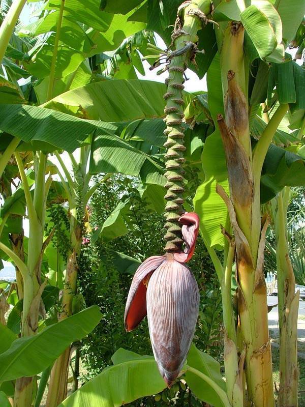 Азимина — банановое дерево, которое может расти и в вашем саду. выращивание в контейнерах и открытом грунте. сорта, фото — ботаничка