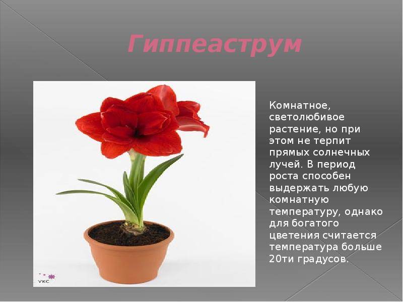 Гиппеаструм: секреты беспрерывного цветения