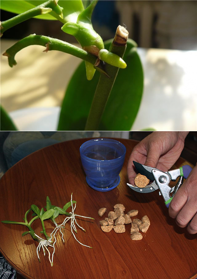 Как рассадить орхидею: можно ли рассаживать в домашних условиях, как и когда это делать, пошаговая инструкция правильного процесса с фото