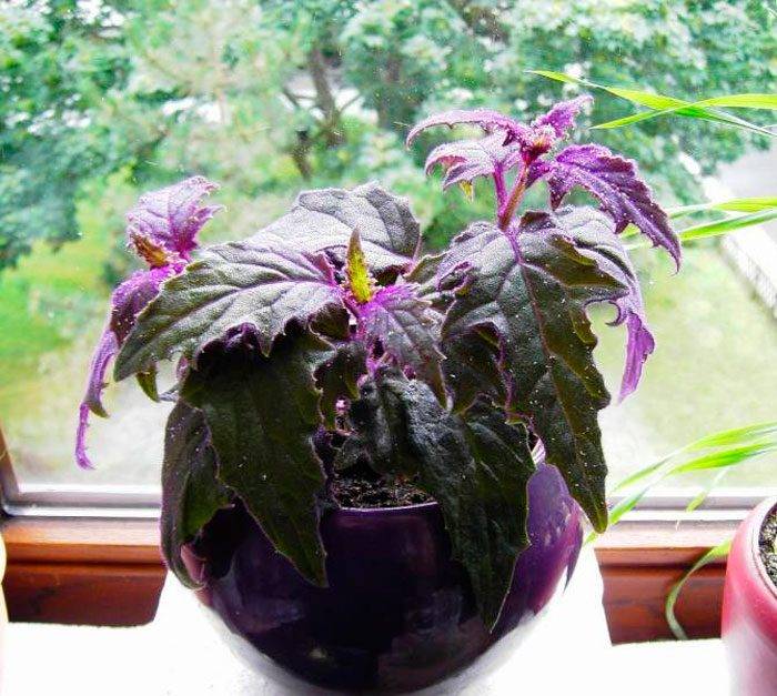 Гинура – тропическое растение, выходец из восточной африки, | floravdome.ru