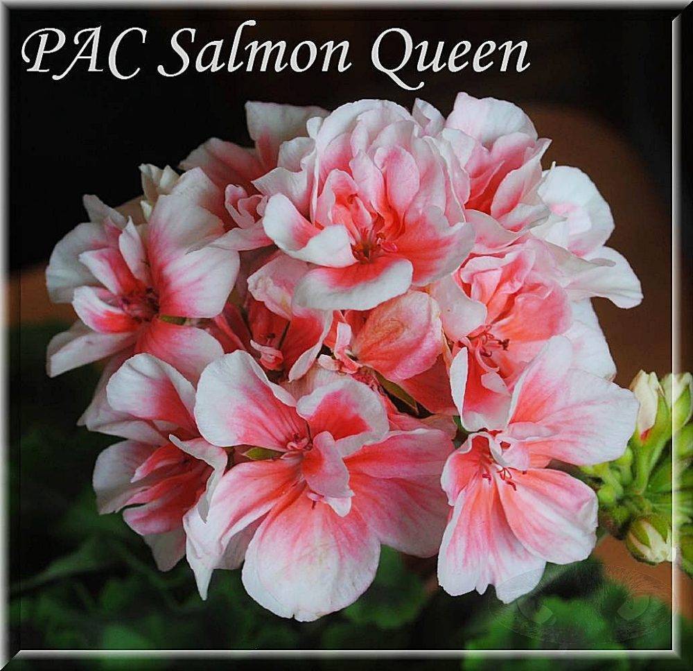 Разновидности пеларгонии salmon (салмон): найт, квин, приори и другие