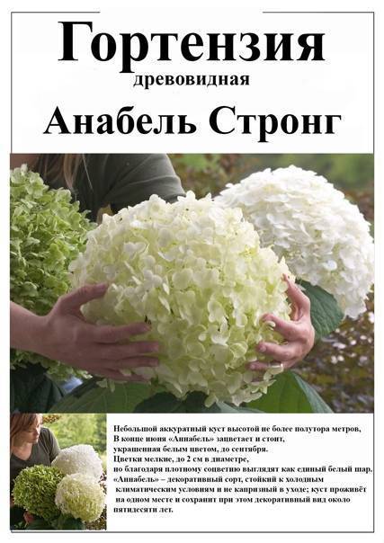 Гортензия анабель: описание сорта, посадка, уход, выращивание и отзывы :: syl.ru