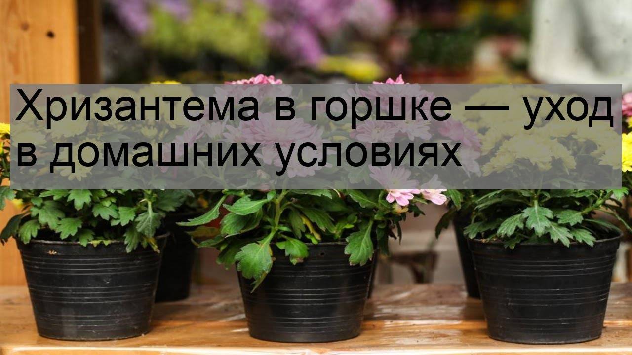 Хризантема в горшке: уход в домашних условиях зимой и летом