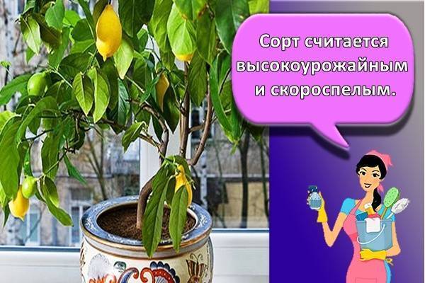 Лимон: описание, уход, выращивание из косточки в домашних условиях, рецепты витаминного сока и лимонада (фото & видео) +отзывы