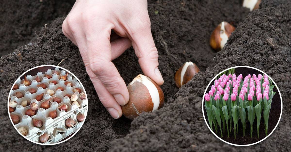 Тюльпаны: уход и выращивание в открытом грунте, из луковицы, правила, сорта, фото