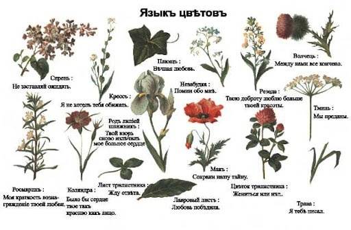 Растения: цветы и деревья – символы и значения | знаки и символы