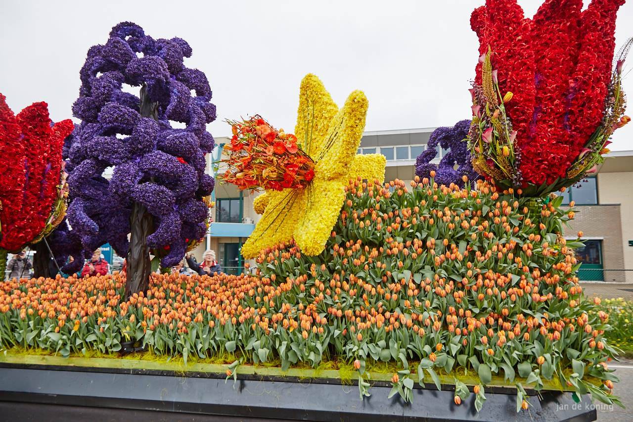 Парад (фестиваль) цветов в голландии в 2019 году