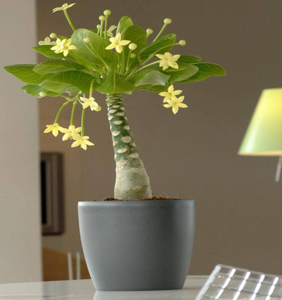 Бригамия (комнатные растения): уход в домашних условиях, фото