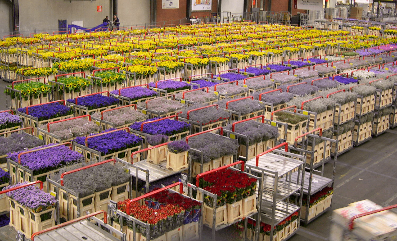 Как цветы из голландии попадают в бердские магазины? | свидетель