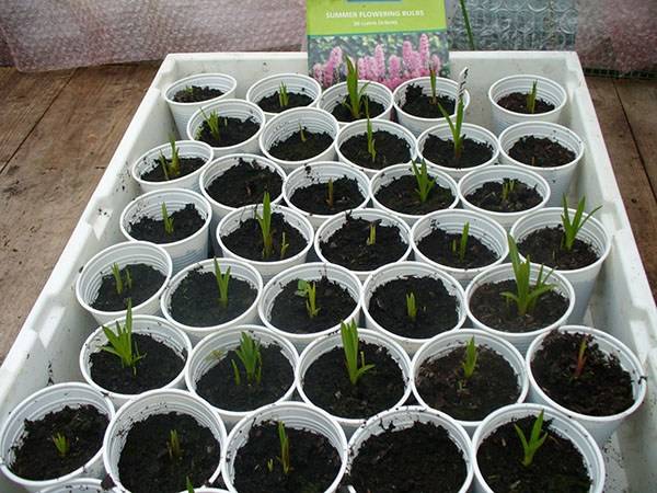 Как вырастить многолетнюю садовую ромашку на даче
