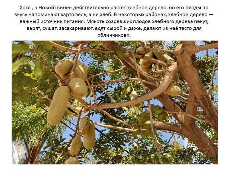 Индийское хлебное дерево: полезные свойства на организм человека | яаюрвед