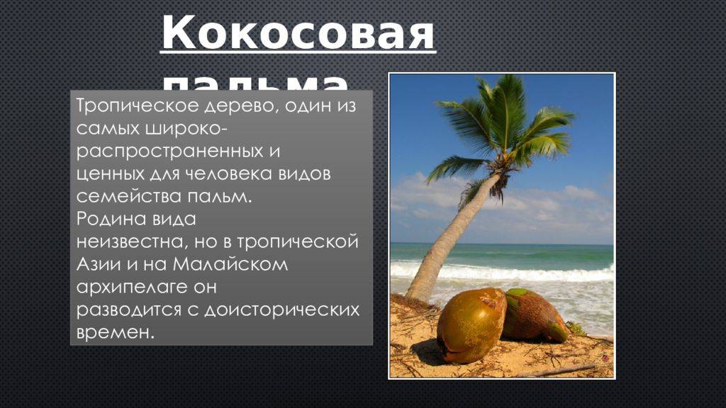Coconut перевод на русский. Кокосовая Пальма презентация. Доклад про пальму. Сообщение про кокосовую пальму. Кокос для презентации.