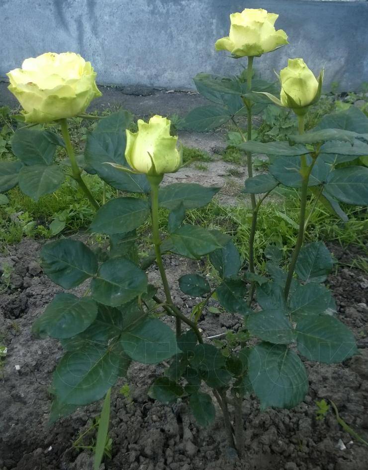 Чайно-гибридные розы – сорта, обрезка, посадка и уход [2019]